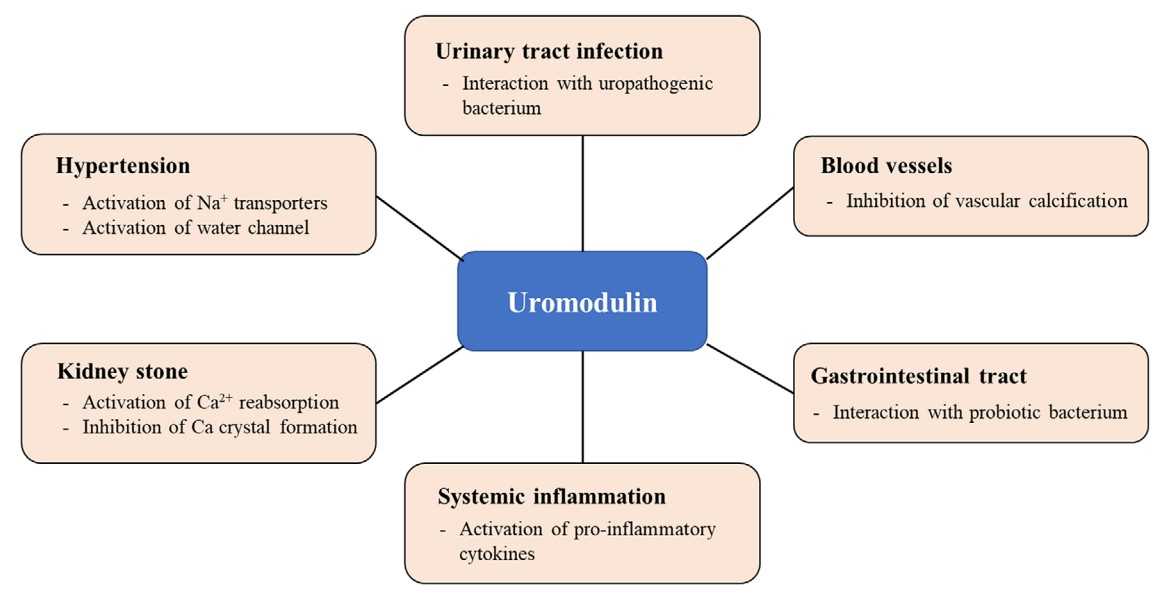 Local and systemic roles of uromodulin.jpg